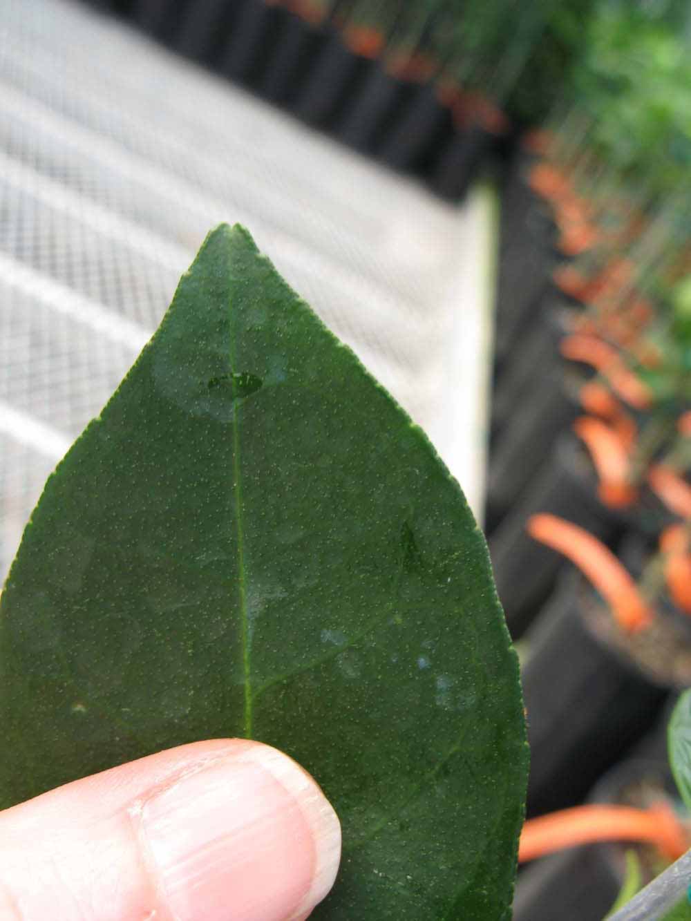              Margin (Phillip Rucks Citrus Nursery, Frostproof, FL)       